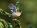 Rdeceglavi_kraljicek_Goldcrest_Regulus_regulus_28.jpg