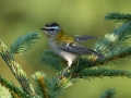 Rdeceglavi_kraljicek_Goldcrest_Regulus_regulus_29.jpg