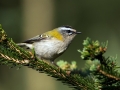Rdeceglavi_kraljicek_Goldcrest_Regulus_regulus_30.jpg
