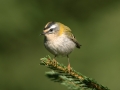 Rdeceglavi_kraljicek_Goldcrest_Regulus_regulus_34.jpg