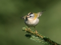 Rdeceglavi_kraljicek_Goldcrest_Regulus_regulus_36.jpg