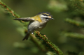 Rdeceglavi_kraljicek_Goldcrest_Regulus_regulus_42.jpg