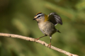 Rdeceglavi_kraljicek_Goldcrest_Regulus_regulus_43.jpg