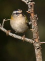 Rdeceglavi_kraljicek_Goldcrest_Regulus_regulus_44.jpg