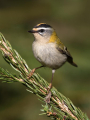 Ime datoteke=Rdeceglavi_kraljicek_Goldcrest_Regulus_regulus_47.jpg
Velikost datoteke=337KB
Dimenzija=675x900
Datum objave=09.08.2026 Rdeceglavi_kraljicek_Goldcrest_Regulus_regulus_47.jpg