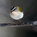 Rdeceglavi_kraljicek_Goldcrest_Regulus_regulus_55.jpg