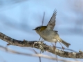Rdeceglavi_kraljicek_Goldcrest_Regulus_regulus_56.jpg