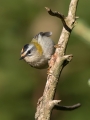 Rdeceglavi_kraljicek_Goldcrest_Regulus_regulus_77.jpg
