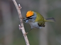 Rdeceglavi_kraljicek_Goldcrest_Regulus_regulus_84.jpg