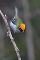 Rdeceglavi_kraljicek_Goldcrest_Regulus_regulus_85.jpg