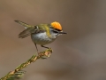 Rdeceglavi_kraljicek_Goldcrest_Regulus_regulus_93.jpg