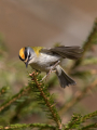 Rdeceglavi_kraljicek_Goldcrest_Regulus_regulus_95.jpg