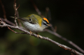 Rdeceglavi_kraljicek_Goldcrest_Regulus_regulus_98.jpg