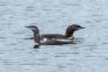 Rdecegrli_slapnik_Red_throated_diver_Gavia_stellata_Slapniki_Gaviidae_03.jpg