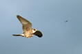 Rdecenoga_postovka_Red_footed_falcon_Falco_vespertinus_Sokoli_Falconidae_07.jpg