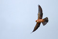 Rdecenoga_postovka_Red_footed_falcon_Falco_vespertinus_Sokoli_Falconidae_08.jpg