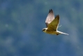 Rdecenoga_postovka_Red_footed_falcon_Falco_vespertinus_Sokoli_Falconidae_10.jpg