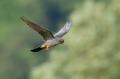 Rdecenoga_postovka_Red_footed_falcon_Falco_vespertinus_Sokoli_Falconidae_18.jpg
