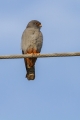 Rdecenoga_postovka_Red_footed_falcon_Falco_vespertinus_Sokoli_Falconidae_19.jpg