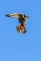 Rdecenoga_postovka_Red_footed_falcon_Falco_vespertinus_Sokoli_Falconidae_20.jpg