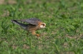 Rdecenoga_postovka_Red_footed_falcon_Falco_vespertinus_Sokoli_Falconidae_22.jpg