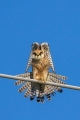 Rdecenoga_postovka_Red_footed_falcon_Falco_vespertinus_Sokoli_Falconidae_24.jpg