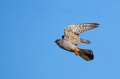 Rdecenoga_postovka_Red_footed_falcon_Falco_vespertinus_Sokoli_Falconidae_26.jpg