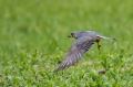 Rdecenoga_postovka_Red_footed_falcon_Falco_vespertinus_Sokoli_Falconidae_27.jpg