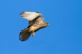 Rdecenoga_postovka_Red_footed_falcon_Falco_vespertinus_Sokoli_Falconidae_28.jpg