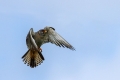 Rdecenoga_postovka_Red_footed_falcon_Falco_vespertinus_Sokoli_Falconidae_30.jpg