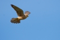 Rdecenoga_postovka_Red_footed_falcon_Falco_vespertinus_Sokoli_Falconidae_31.jpg