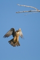 Rdecenoga_postovka_Red_footed_falcon_Falco_vespertinus_Sokoli_Falconidae_32.jpg
