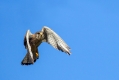 Rdecenoga_postovka_Red_footed_falcon_Falco_vespertinus_Sokoli_Falconidae_33.jpg