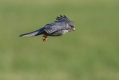 Rdecenoga_postovka_Red_footed_falcon_Falco_vespertinus_Sokoli_Falconidae_34.jpg