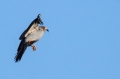 Rdecenoga_postovka_Red_footed_falcon_Falco_vespertinus_Sokoli_Falconidae_35.jpg