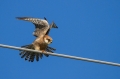 Rdecenoga_postovka_Red_footed_falcon_Falco_vespertinus_Sokoli_Falconidae_37.jpg