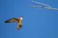 Rdecenoga_postovka_Red_footed_falcon_Falco_vespertinus_Sokoli_Falconidae_38.jpg
