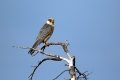Rdecenoga_postovka_Red_footed_falcon_Falco_vespertinus_Sokoli_Falconidae_44.jpg