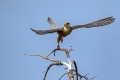 Rdecenoga_postovka_Red_footed_falcon_Falco_vespertinus_Sokoli_Falconidae_45.jpg