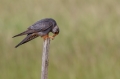 Rdecenoga_postovka_Red_footed_falcon_Falco_vespertinus_Sokoli_Falconidae_47.jpg