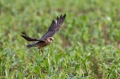 Rdecenoga_postovka_Red_footed_falcon_Falco_vespertinus_Sokoli_Falconidae_48.jpg