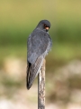 Rdecenoga_postovka_Red_footed_falcon_Falco_vespertinus_Sokoli_Falconidae_49.jpg