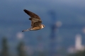Rdecenoga_postovka_Red_footed_falcon_Falco_vespertinus_Sokoli_Falconidae_53.jpg