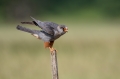 Rdecenoga_postovka_Red_footed_falcon_Falco_vespertinus_Sokoli_Falconidae_54.jpg