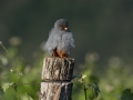 Rdecenoga_postovka_Red_footed_falcon_Falco_vespertinus_Sokoli_Falconidae_79.jpg