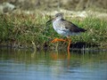 Rdecenogi_martinec_Redshank_Tringa_totanus_Kljunaci_Scolopacidae_02.jpg