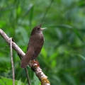 Recni_cvrcalec_River_Warbler_Locustrella_fluviatilis_Penice_Sylviidae_01.jpg