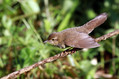 Recni_cvrcalec_River_Warbler_Locustrella_fluviatilis_Penice_Sylviidae_02.jpg