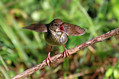 Recni_cvrcalec_River_Warbler_Locustrella_fluviatilis_Penice_Sylviidae_03.jpg