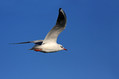 Recni_galeb_Black_headed_gull_07.jpg